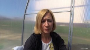 Сроки высадки рассады томатов в телицу. Кубань