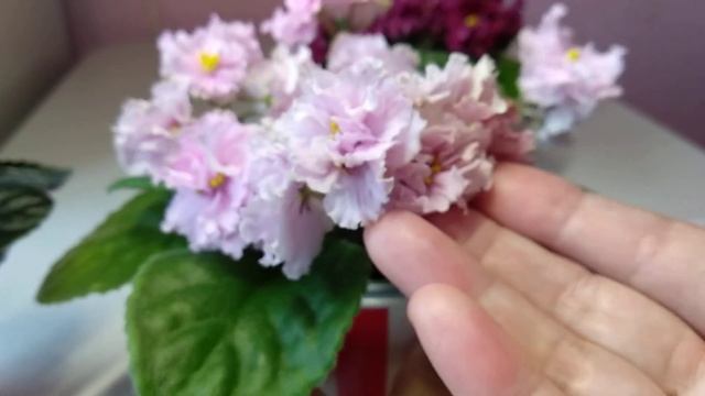 ФИАЛКИ, три сорта из моей коллекции, использование препаратов Эпин, Циркон, НВ 101 смотреть онлайн