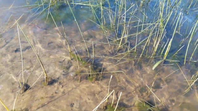 Сапливые дали знать, что они есть. смотреть онлайн