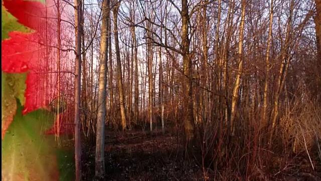 почему опадают листья? смотреть онлайн