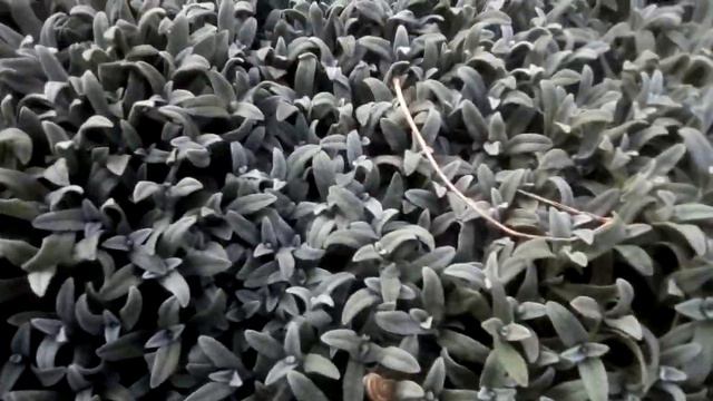 Весна цветы смотреть онлайн