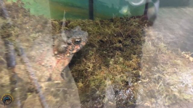 Hercules the Burmese Python Gets a HUGE Enclosure Upgrade! ?? смотреть онлайн