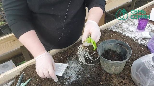 СОХРАНЯЕМ ХОСТЫ ИЗ ПАКЕТА ДО ВЫСАДКИ В ОТКРЫТЫЙ ГРУНТ! смотреть онлайн