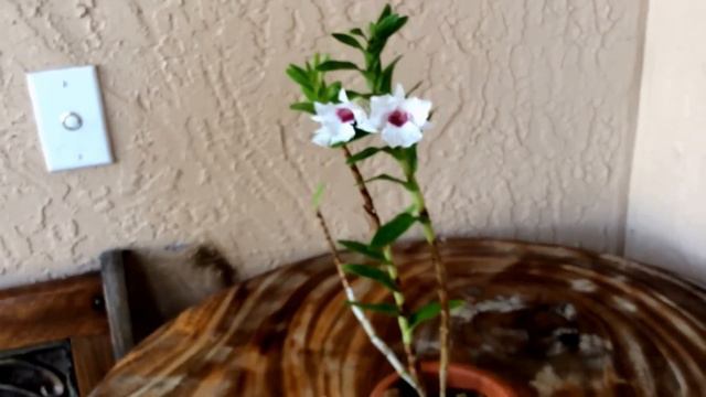 Dendrobium parthenium смотреть онлайн