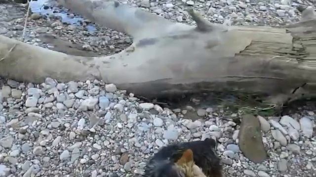 река Ходзь х.Садовый смотреть онлайн