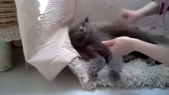 Британская кошка уход за шерстью смотреть онлайн