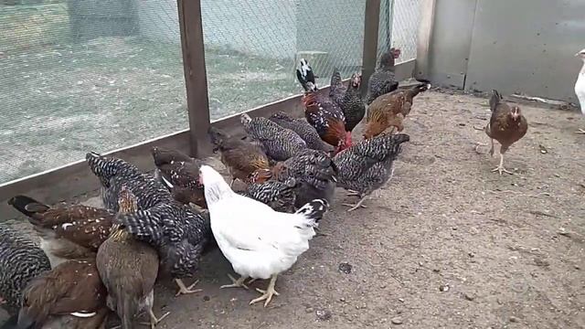 Доминант крапчатый.