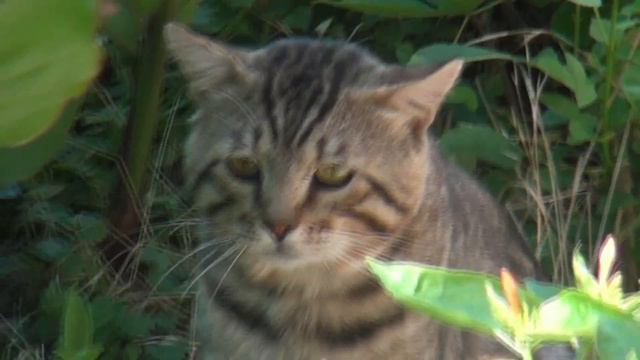 Кот - охотник притаился в кустах. The hunter cat lurked in the bushes. смотреть онлайн