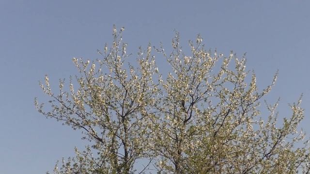 Дача моей мечты. Весеннее цветение смотреть онлайн