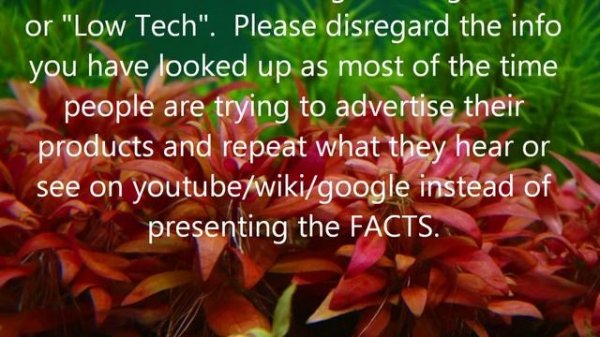 Alternanthera Reineckii - ROSAEFOLIA Care And Info Made Easy