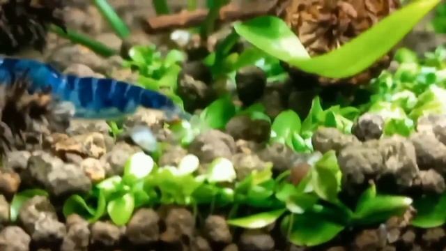 Dragon Blood shrimp / креветки Драконья кровь смотреть онлайн