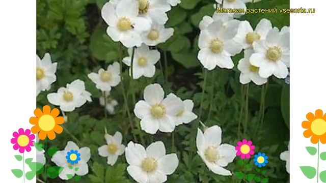 Анемона лесная Мадонна. Краткий обзор, описание характеристик, где купить саженцы смотреть онлайн
