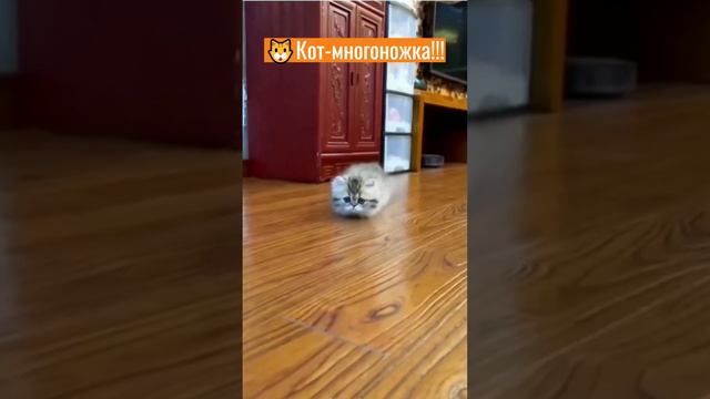 Котенок Многоножка - Удивительная красота на коротких лапках смотреть онлайн