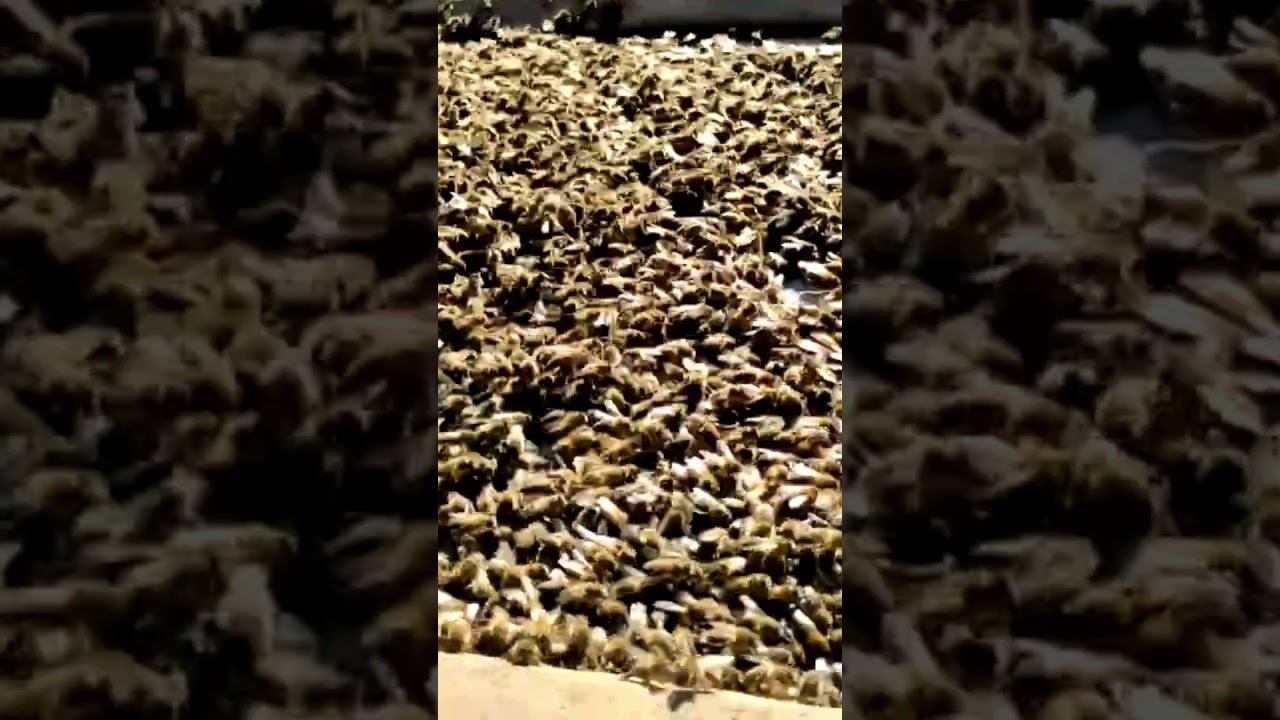 Рой пчёл смотреть онлайн