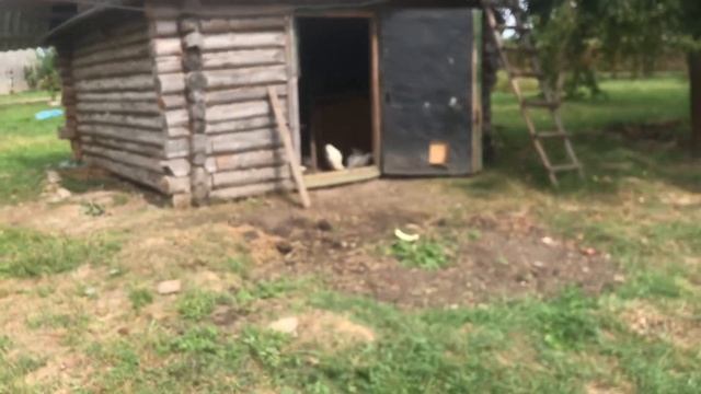 Куры переехали в чужой сарай. Жду совета по тёплым полам