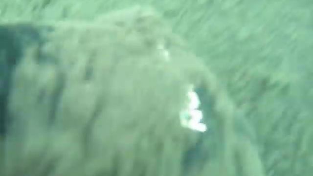 Озеро Свитязь, Гродненская область, подводные съемки, ил смотреть онлайн