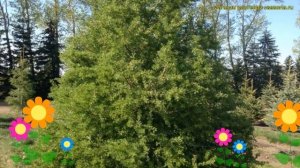 Лиственница сибирская. Краткий обзор, описание характеристик, где купить саженцы larix sibirica