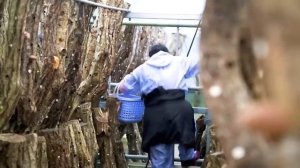 Шиитаке ! Выращивание грибов ! Уникальное выращивание грибов шиитаке