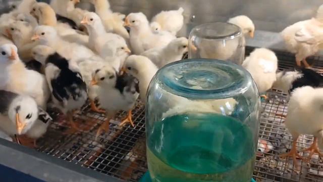 НАТУРАЛЬНЫЕ ВИТАМИНЫ ДЛЯ ЦЫПЛЯТ! смотреть онлайн