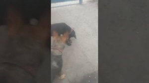Кане Корсо немецкая овчарка метис еда