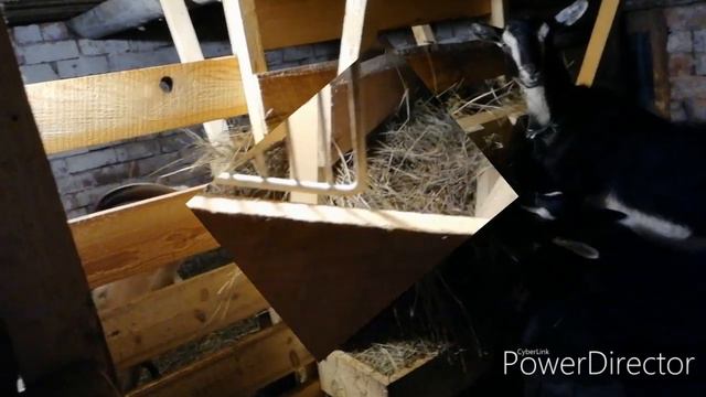 Два любопытных носика! //Curious noses! смотреть онлайн