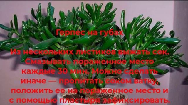 Толстянка — «Денежное Дерево». Еще и лечит. смотреть онлайн