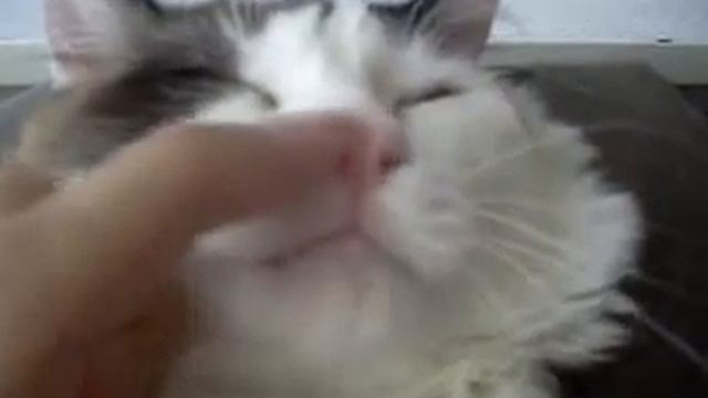 Как заставить кота чихнуть).flv смотреть онлайн