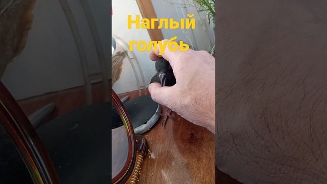 забота о раненой птице смотреть онлайн