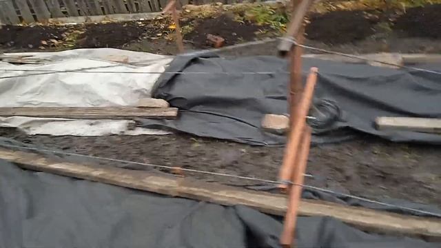 Укрыл виноград на зиму. Обработал от мышей. смотреть онлайн