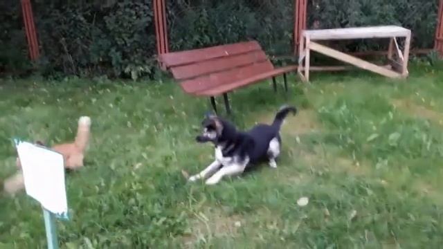 Приколы про котов,кошек и собак.Кошка против собаки.Если забыл кота покормить #9. смотреть онлайн