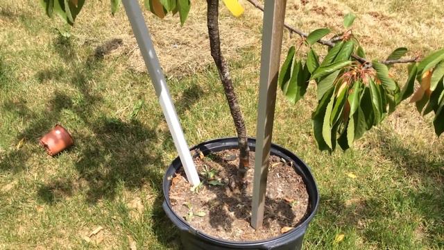 Первый урожай черешни / Деревья еще в вёдрах, а урожай уже есть / Сезон 2016 смотреть онлайн