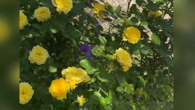 Роза Анни Дюпрей смотреть онлайн