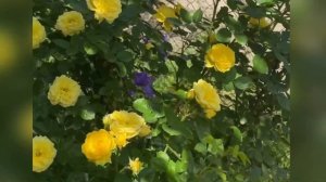 Роза Анни Дюпрей