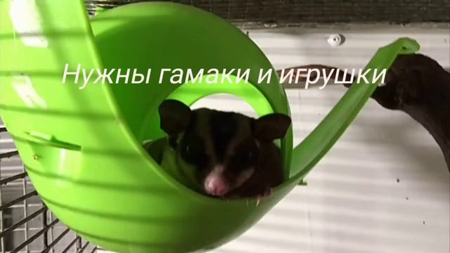 содержание сахарных поссумов смотреть онлайн