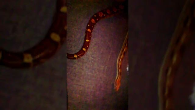 Boa constructor impérator смотреть онлайн