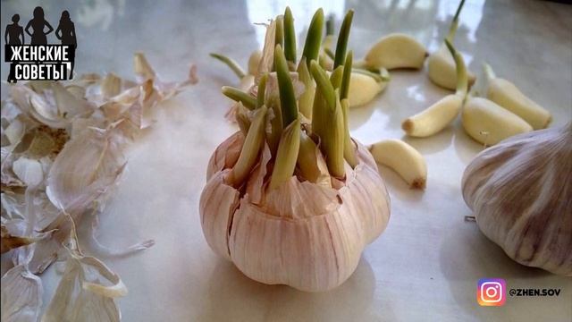 НЕ ВЗДУМАЙТЕ Выбрасывать ПРОРОСШИЙ Чеснок! И ВОТ Почему!!! смотреть онлайн