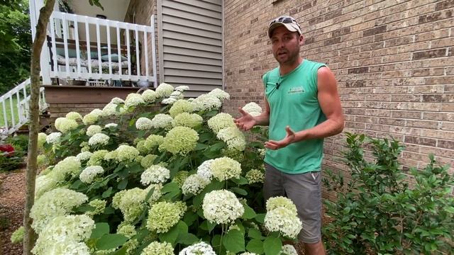 It's Worth a Grow: Incrediball Hydrangea смотреть онлайн
