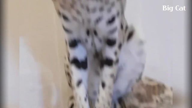 Lovely Serval Nursing and Caring for Her Babies : Sogga смотреть онлайн