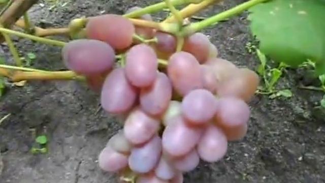 Сорт винограда Мечта Татьяны. смотреть онлайн