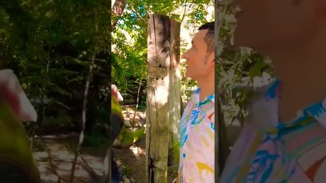 Динопарк в Анталии #shorts смотреть онлайн