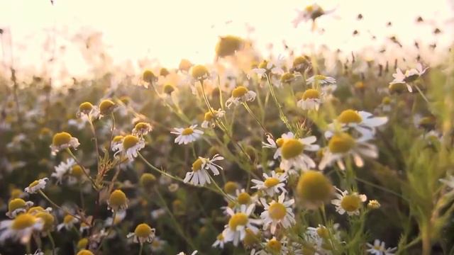 ♫♥♫ Великие композиторы ~ ЛИСТ ~ Лучшее/Great composers -Liszt-The Best смотреть онлайн