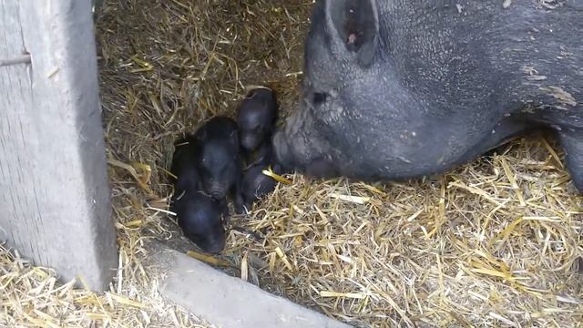 Вьетнамские поросята два дня от роду.