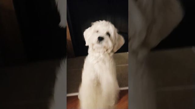 My dog loves corn 🌽🌽🌽🌽 смотреть онлайн