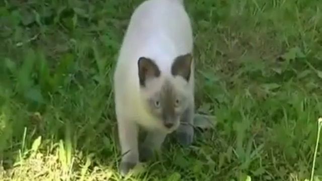 Котенок окраса блю-пойнт. Меконгский бобтейл. Питомник "Golden Truffle" смотреть онлайн