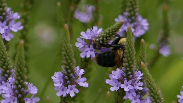 Verbena hastata in July and September смотреть онлайн