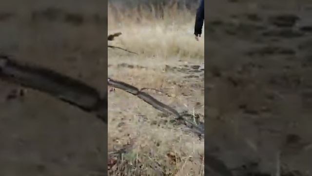 Необычные деревья в Мигулинской смотреть онлайн