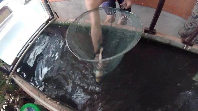 Великое путешествие 2. Рыборазводня у Олега 200 тонн. Золотые рыбки смотреть онлайн