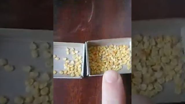 Как выглядят семена красного перца. (огонёк) №5 смотреть онлайн