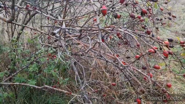 Удивительная природа Калининграда. Любовь двух деревьев. Смотреть до конца! смотреть онлайн