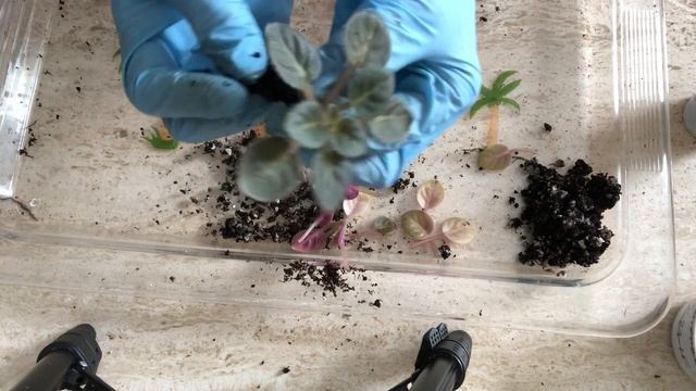 ФИАЛКИ. НОВИЧКАМ. Почему желтеют листья? AFRICAN VIOLETS. Newbies - why leaves are getting yellow? смотреть онлайн